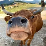 Tisa Velika Planina Alpehytte *