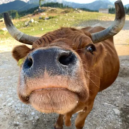 Tisa Velika Planina Domek alpejski *