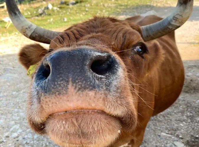 Tisa Velika Planina Chalet *