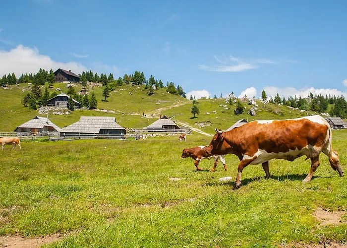 Chalet Tisa Velika Planina *